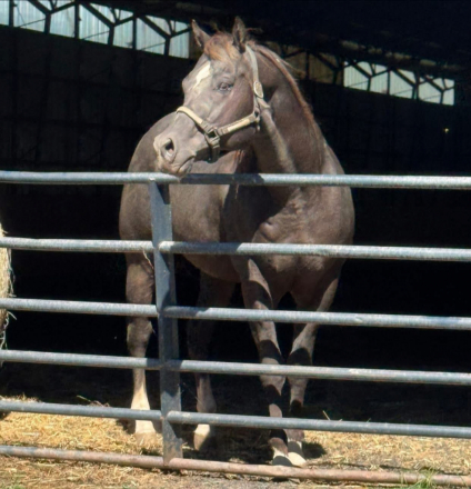 HorseID: 2299369 KNR Full Of Class - PhotoID: 1088800