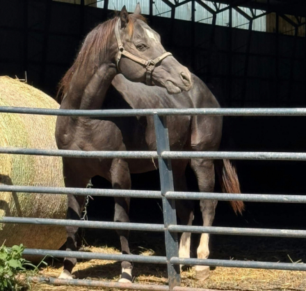 HorseID: 2299369 KNR Full Of Class - PhotoID: 1088801