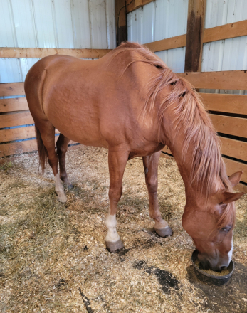 HorseID: 2299389 Buddy - PhotoID: 1089048