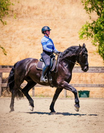 HorseID: 2299417 Finne Klaas - PhotoID: 1088203