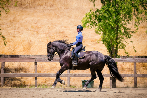 HorseID: 2299417 Finne Klaas - PhotoID: 1088204