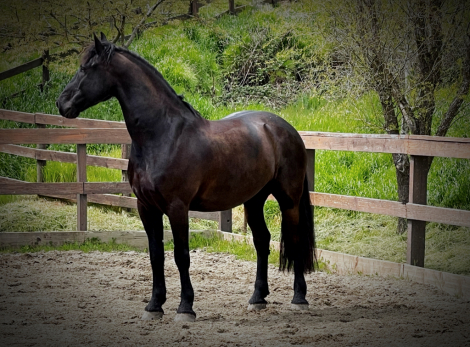 HorseID: 2299417 Finne Klaas - PhotoID: 1088205