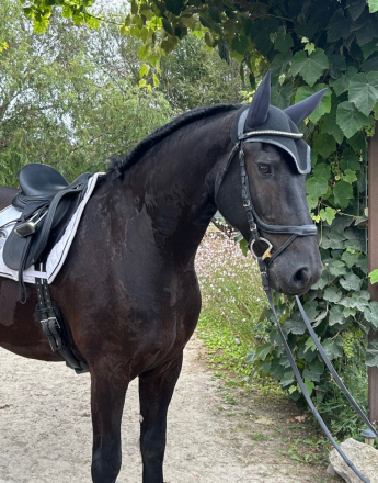 HorseID: 2299417 Finne Klaas - PhotoID: 1088206