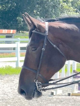 HorseID: 2299457 Odin - PhotoID: 1088277