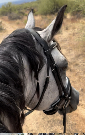 HorseID: 2299706 Into the Mystic C - PhotoID: 1080984