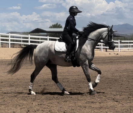 HorseID: 2299706 Into the Mystic C - PhotoID: 1080985