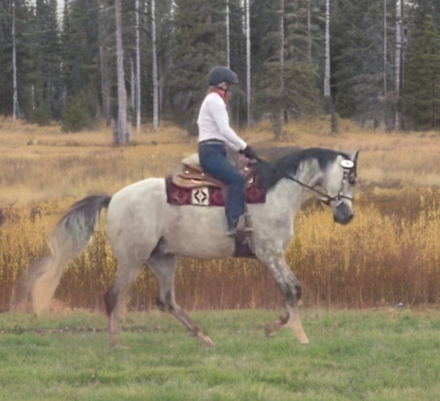 HorseID: 2299706 Into the Mystic C - PhotoID: 1080986