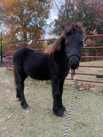 HorseID: 2299805 SouthMoore Regal - PhotoID: 1081038