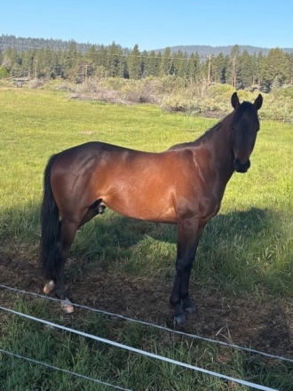 HorseID: 2299836 Driftin French Bully - PhotoID: 1081176