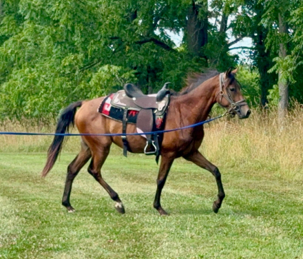 HorseID: 2299983 Starberry Cormoran Blue - PhotoID: 1089148