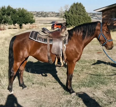 HorseID: 2299986 AE Black River RoyalFlush - PhotoID: 1089147