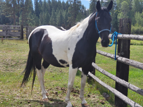 HorseID: 2300041 CS Dashin to the Keys - PhotoID: 1081712