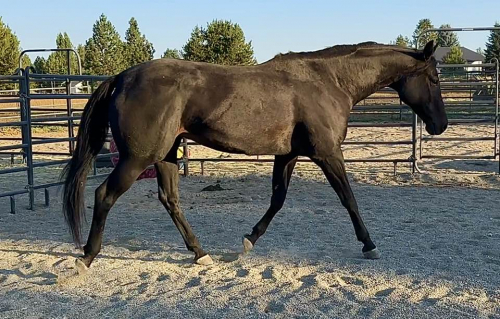 HorseID: 2300125 FURS N FORMALS - PhotoID: 1081564