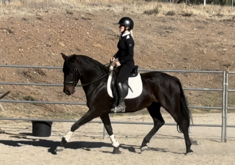 HorseID: 2300352 Lorenzo - PhotoID: 1081817