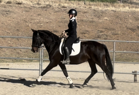 HorseID: 2300352 Lorenzo - PhotoID: 1081819