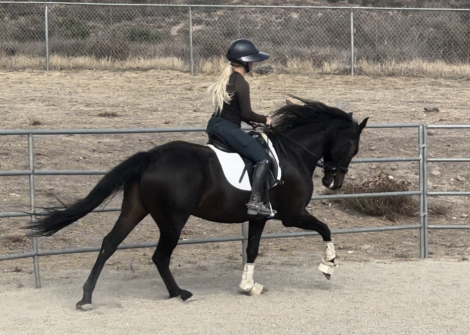 HorseID: 2300352 Lorenzo - PhotoID: 1081820