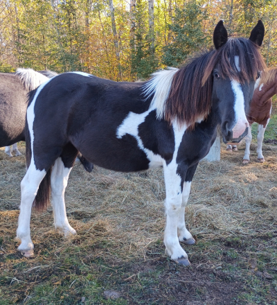 HorseID: 2300569 WRP Lunalia Nova - PhotoID: 1082092