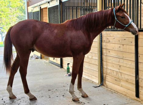 HorseID: 2300600 Accolade PPF - PhotoID: 1082189