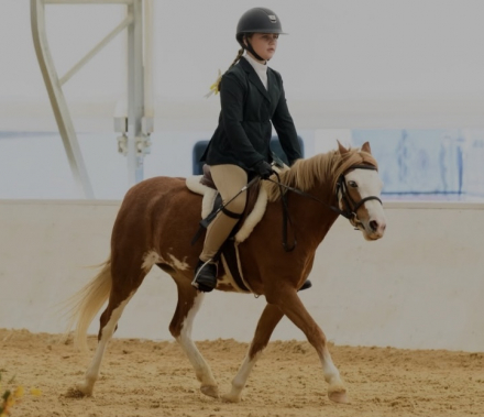 HorseID: 2300606 Blugrass Dream Big - PhotoID: 1082192