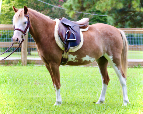 HorseID: 2300606 Blugrass Dream Big - PhotoID: 1082194