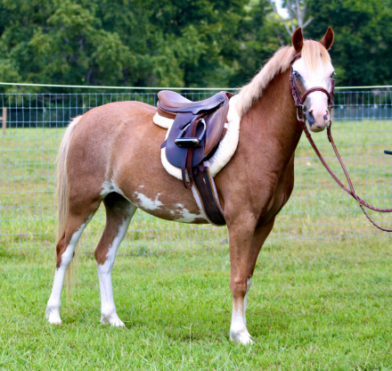 HorseID: 2300606 Blugrass Dream Big - PhotoID: 1082195