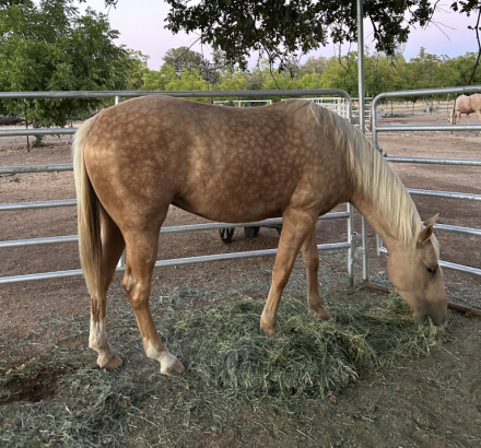 HorseID: 2300800 Drifting Shining Cat - PhotoID: 1082457