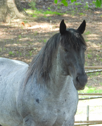 HorseID: 2300916 Mr Lil Blue Tom - PhotoID: 1082464