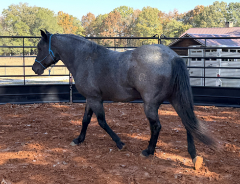 HorseID: 2300916 Mr Lil Blue Tom - PhotoID: 1089202