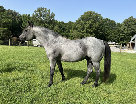 HorseID: 2300916 Mr Lil Blue Tom - PhotoID: 1089204