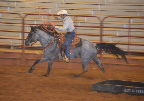 HorseID: 2300916 Mr Lil Blue Tom - PhotoID: 1089205