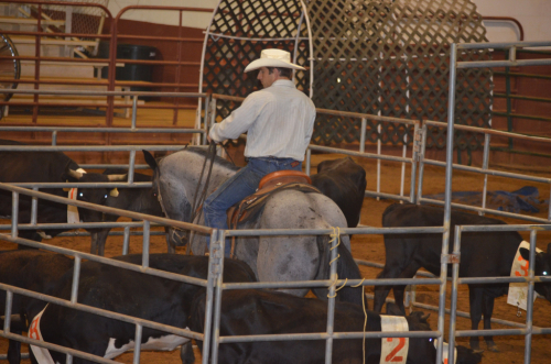 HorseID: 2300916 Mr Lil Blue Tom - PhotoID: 1089206