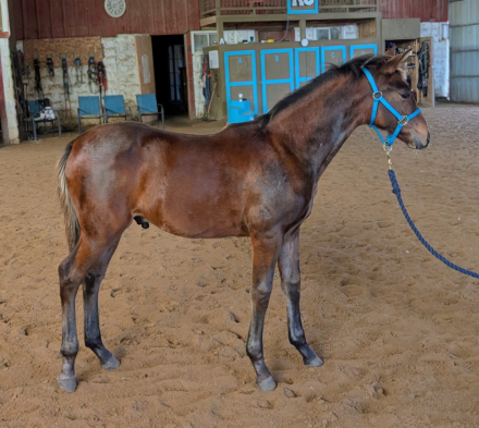 HorseID: 2300958 Maximo's Horchata - PhotoID: 1082735