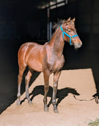 HorseID: 2300958 Maximo's Horchata - PhotoID: 1082736