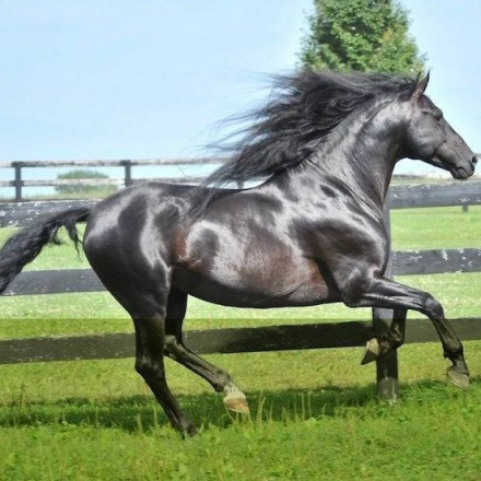 HorseID: 2300958 Maximo's Horchata - PhotoID: 1082738