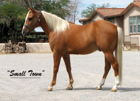 HorseID: 2300969 Small Town aka Buddy - PhotoID: 1082842