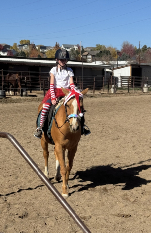 HorseID: 2300969 Small Town aka Buddy - PhotoID: 1082844