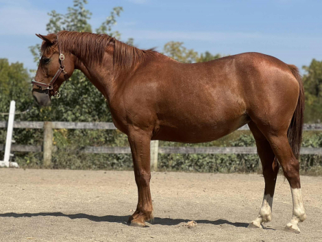 HorseID: 2301024 Marshmallow Peep - PhotoID: 1088885