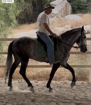 HorseID: 2301036 Luxor - PhotoID: 1082714