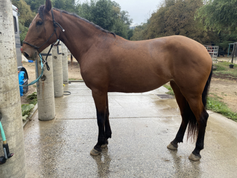 HorseID: 2301092 Marley - PhotoID: 1082817