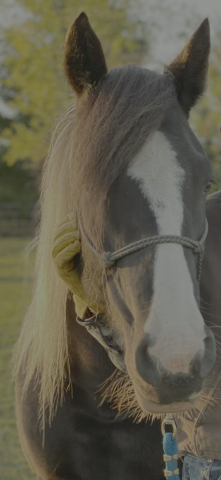 HorseID: 2301212 Lunchbox - PhotoID: 1088792