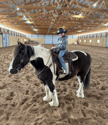 HorseID: 2301212 Lunchbox - PhotoID: 1088793