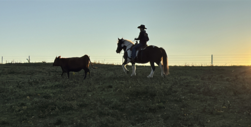 HorseID: 2301212 Lunchbox - PhotoID: 1088794