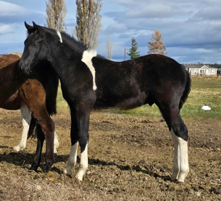 HorseID: 2301257 RFE Blitzen - PhotoID: 1083050