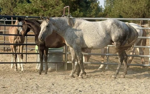 HorseID: 2301297 Hot Southern Thang - PhotoID: 1083102