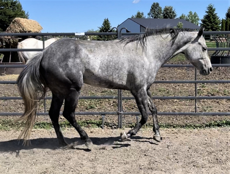 HorseID: 2301297 Hot Southern Thang - PhotoID: 1083103