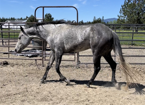 HorseID: 2301297 Hot Southern Thang - PhotoID: 1083104