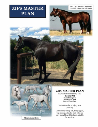 HorseID: 2301297 Hot Southern Thang - PhotoID: 1083105