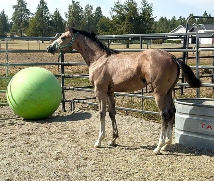 HorseID: 2301300 Mz Pearly Gaitz - PhotoID: 1083107