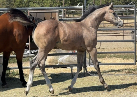 HorseID: 2301300 Mz Pearly Gaitz - PhotoID: 1083108