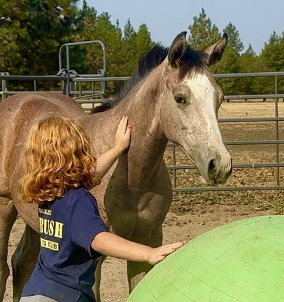 HorseID: 2301300 Mz Pearly Gaitz - PhotoID: 1083109